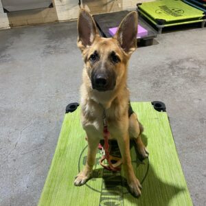A German Shepherd during a Day Training session at Quinntastic Dog Training.