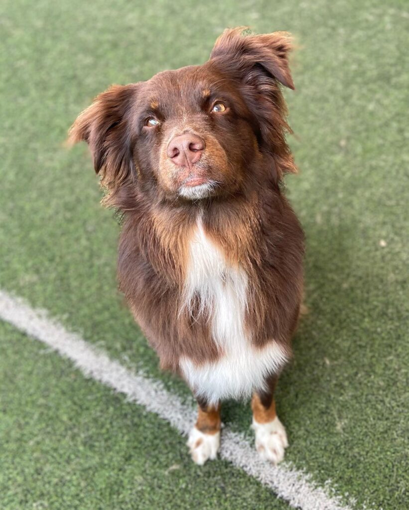 Board and Train Dog Training