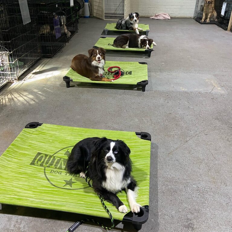 Dogs learning place at the Quinntastic Dog Training facility near Argyle, TX