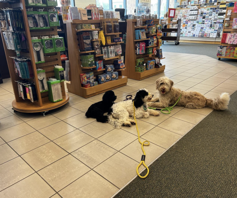 Quinntastic dogs on a public field trip training session for socialization in a local Highland Village bookstore.