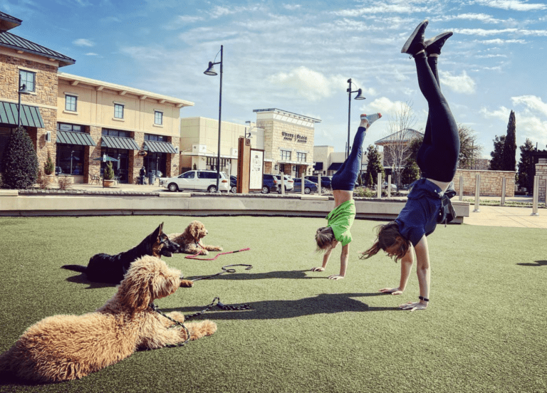 Quinntastic Dog Training group training class in a public field in Highland Village, TX