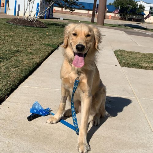 Dog learning during a Day Training session at Quinntastic